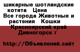 шикарные шотландские котята › Цена ­ 15 000 - Все города Животные и растения » Кошки   . Красноярский край,Дивногорск г.